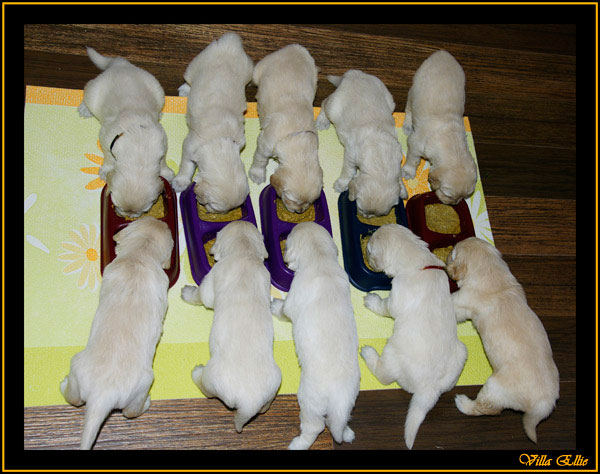 comprar golden retriever villa ellie